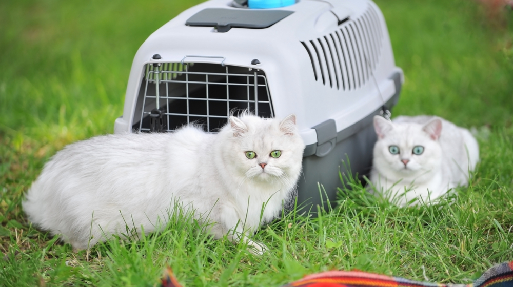 How to Start a Pet Sitting Business - Create a Pricing Structure