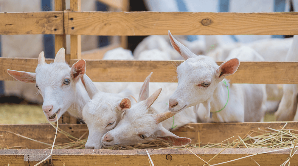 how to start a goat farm