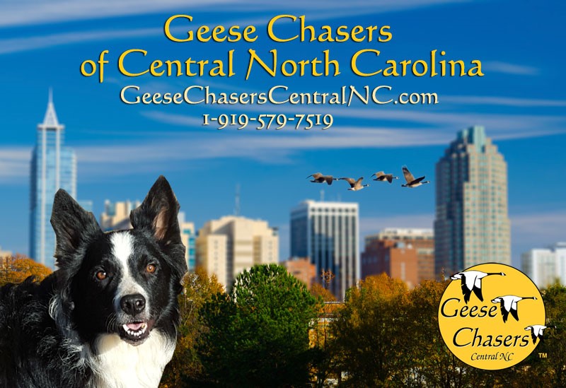 10 Pest Control Franchise Opportunities to Consider - Geese Chasers