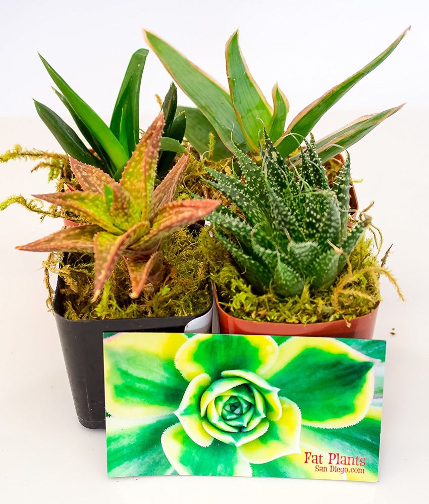 30 Office Desk Plants - Aloe Plants