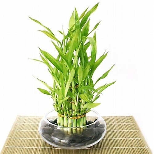 30 Office Desk Plants - Bamboo Arrangement
