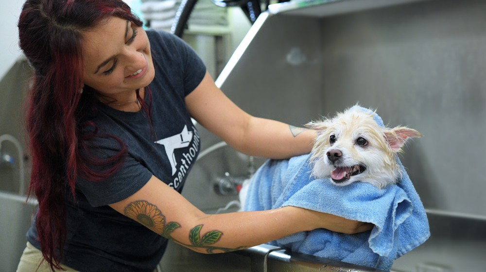 How Scenthound Is Pioneering in a Full Array of Dog Grooming Services