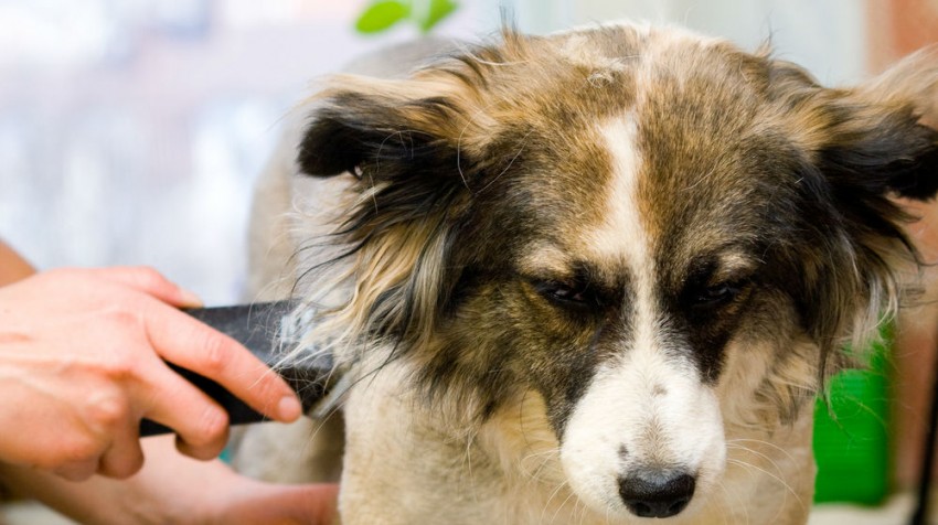 52 Home Based Business Ideas - dog groomer