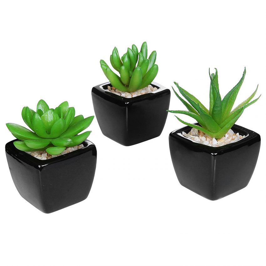 30 Office Desk Plants - Mini Succulents