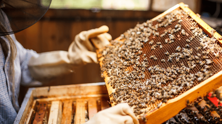 beekeeping.png