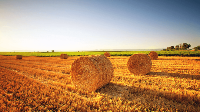 hay farm