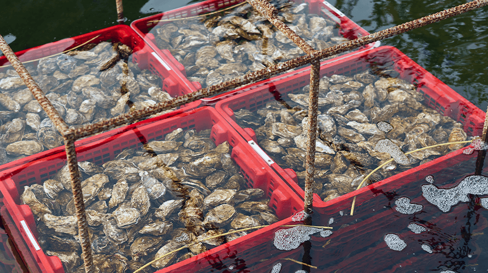 oyster farm