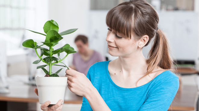 office plants